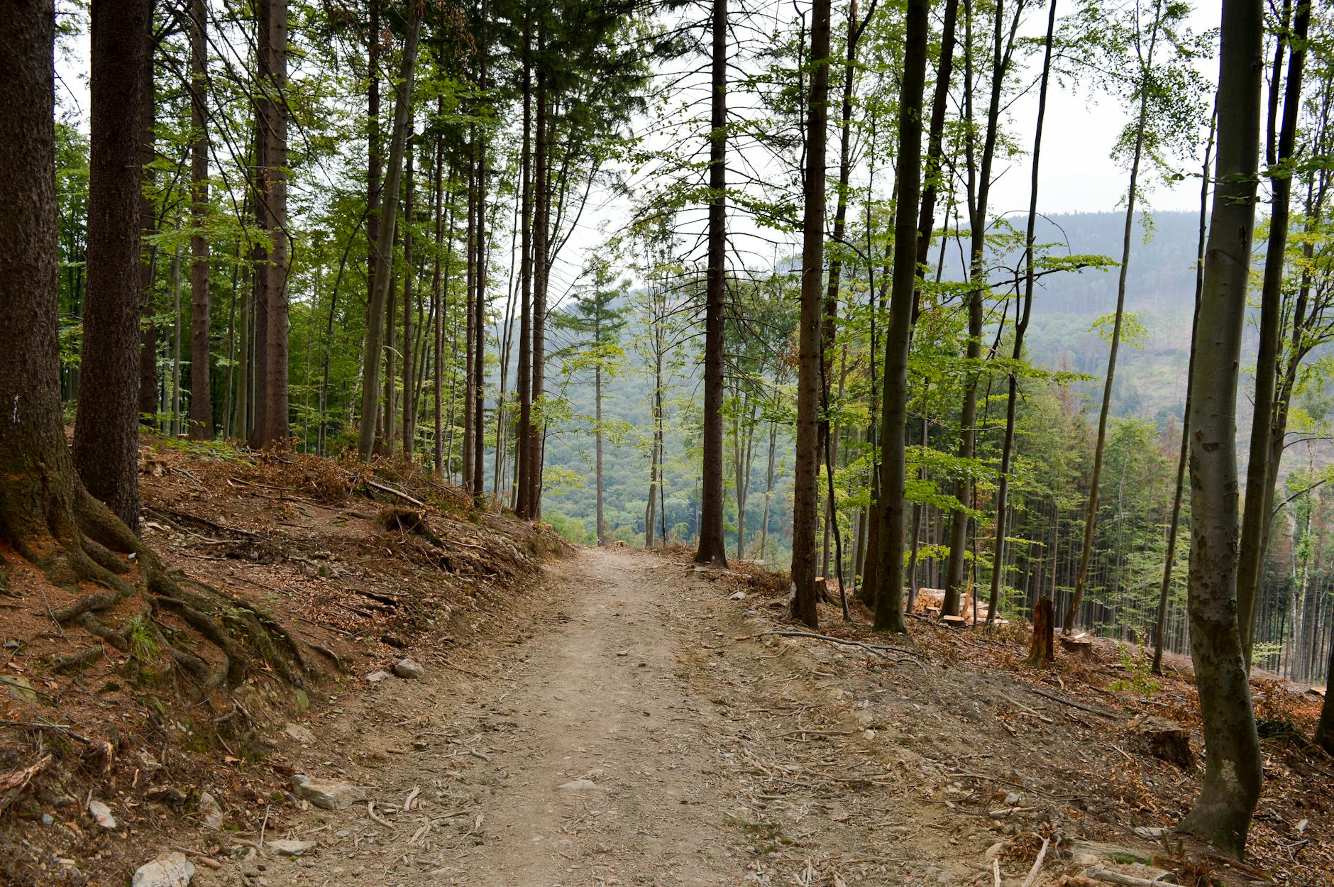 Forest hiking trail